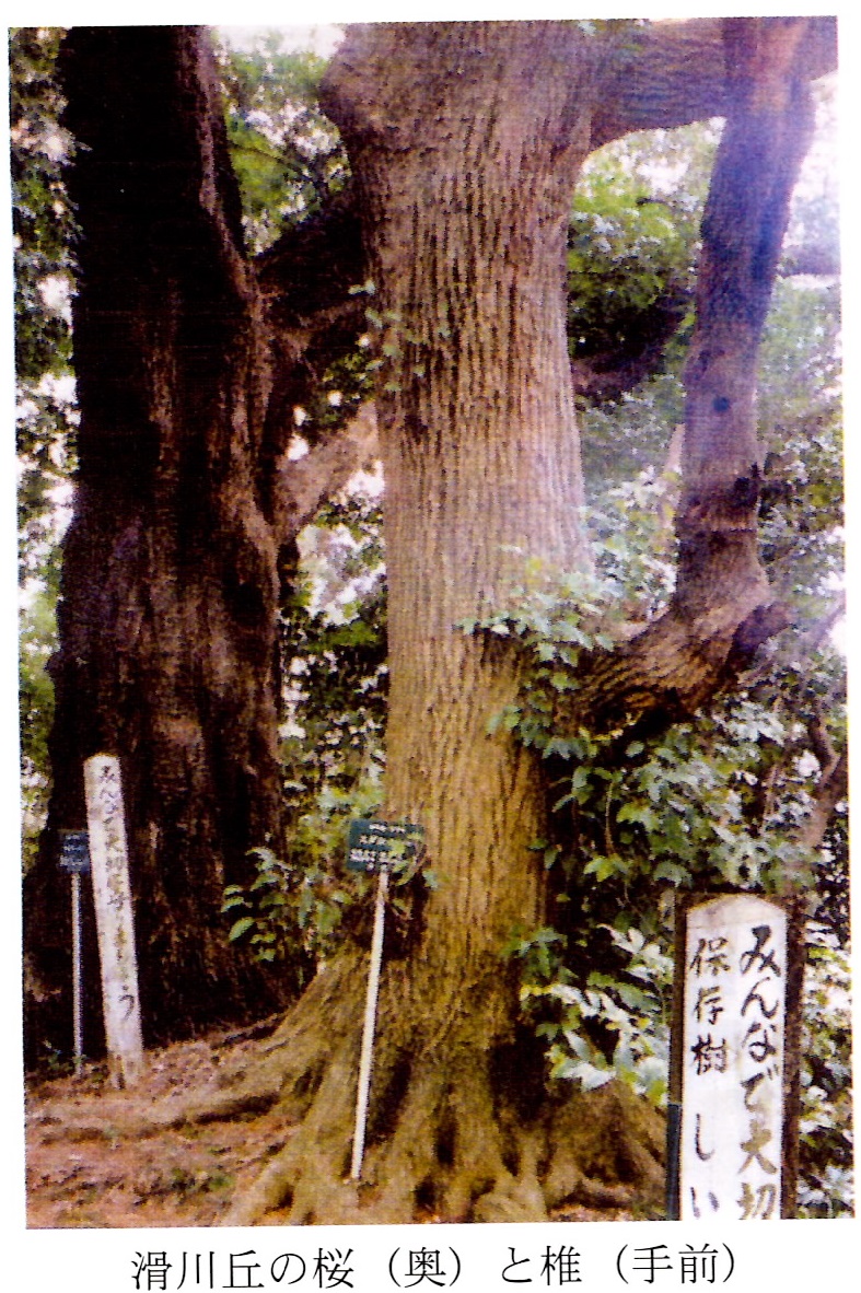 滑川丘の桜と椎